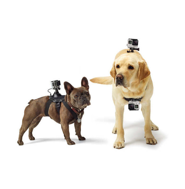 ARNES PERROS