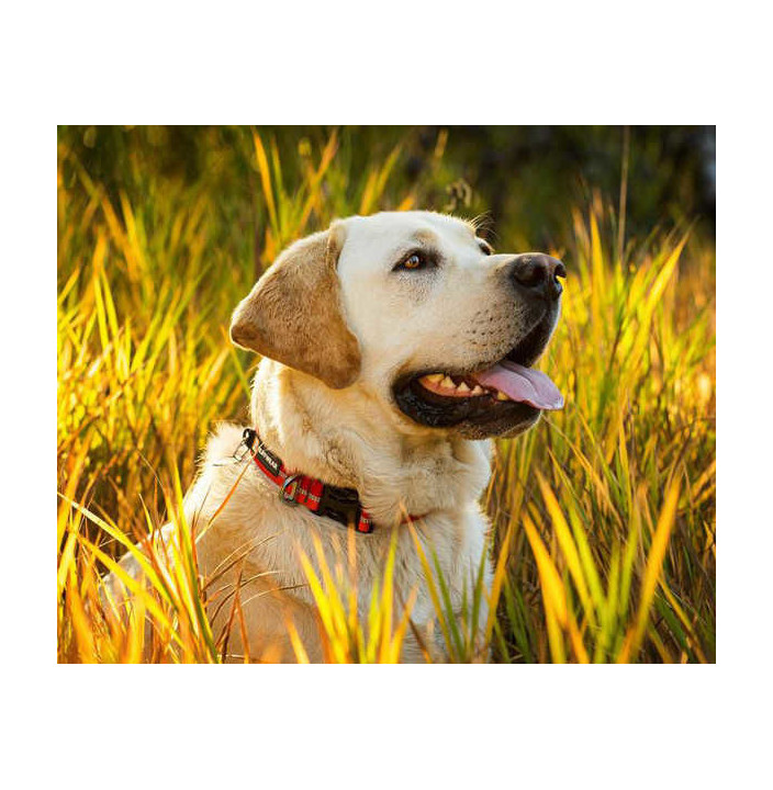 CRAG COLLAR