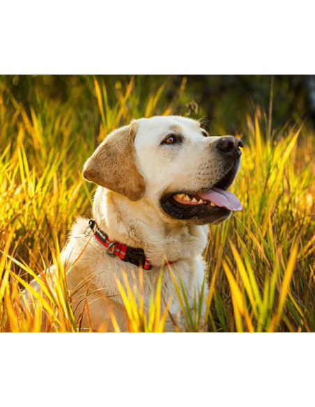 CRAG COLLAR