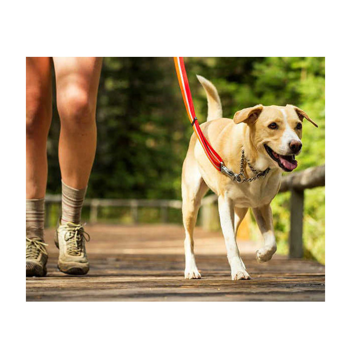 CHAIN REACTION COLLAR